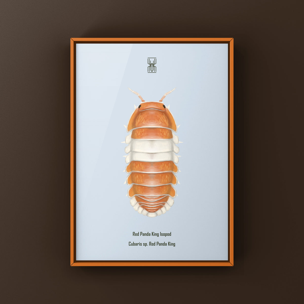 Red Panda King Isopod Art Print (Cubaris sp. Red Panda King) from The Silk Ranch