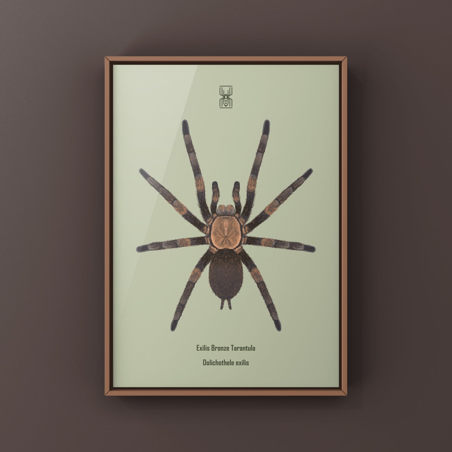 Exilis Bronze Tarantula (Dolichothele exilis) Art Print