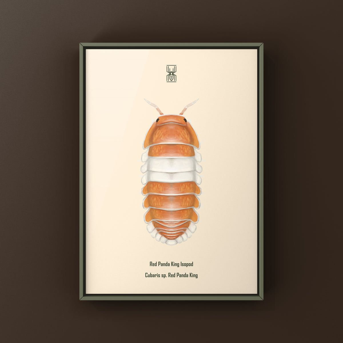 Red Panda King Isopod Art Print (Cubaris sp. Red Panda King) from The Silk Ranch
