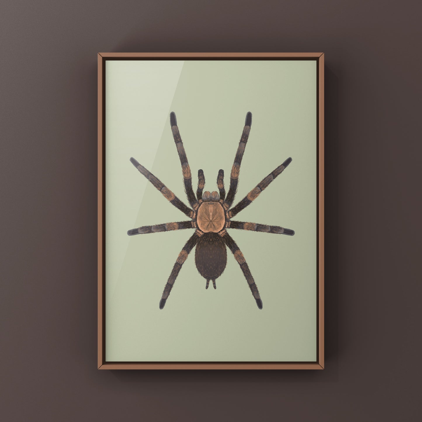Exilis Bronze Tarantula (Dolichothele exilis) Art Print