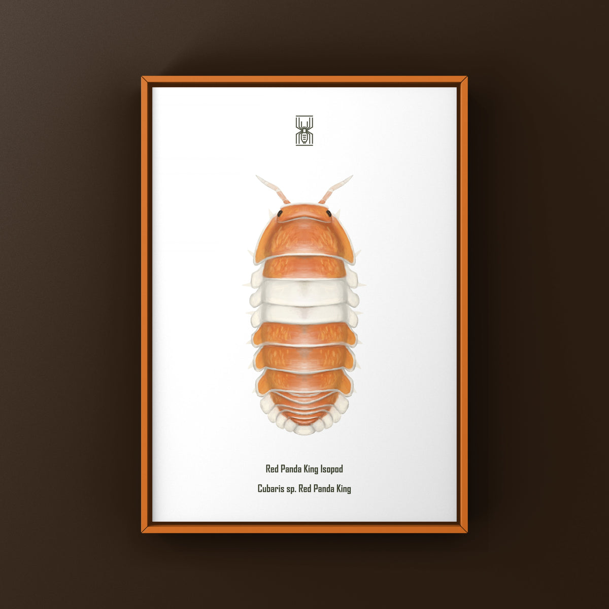Red Panda King Isopod Art Print (Cubaris sp. Red Panda King) from The Silk Ranch