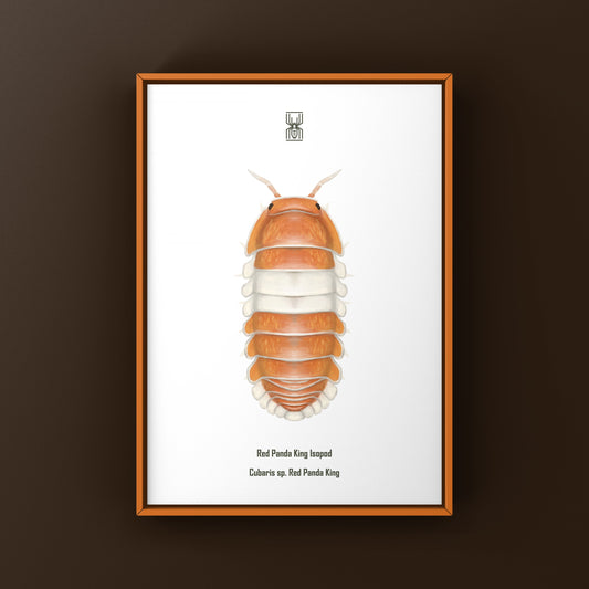 Red Panda King Isopod Art Print (Cubaris sp. Red Panda King) from The Silk Ranch