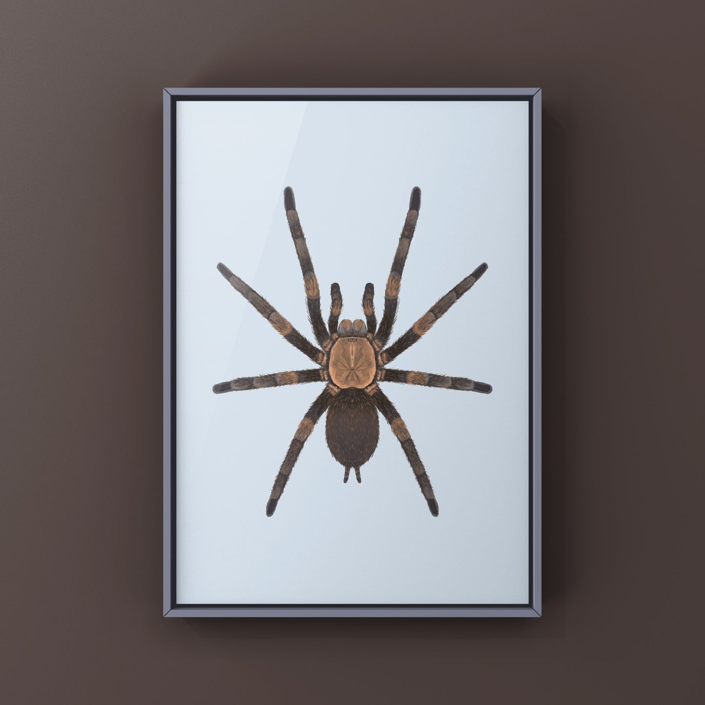 Exilis Bronze Tarantula (Dolichothele exilis) Art Print