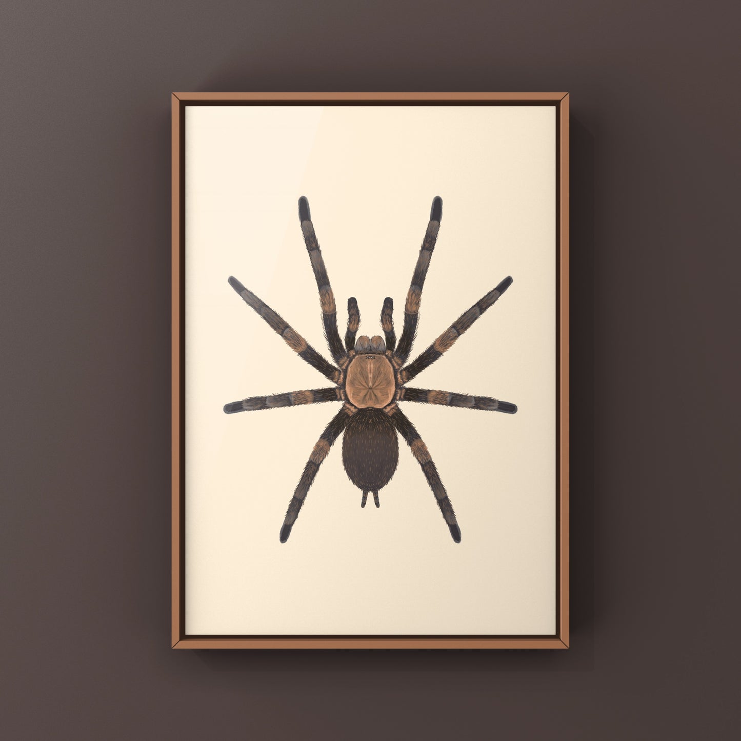 Exilis Bronze Tarantula (Dolichothele exilis) Art Print