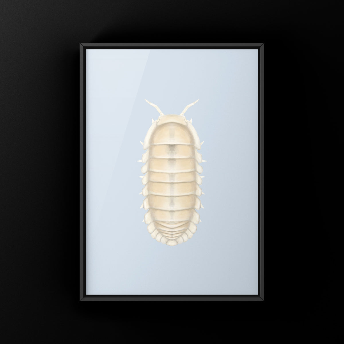 Glacier Isopod Art Print (Cubaris sp. Glacier) from The Silk Ranch