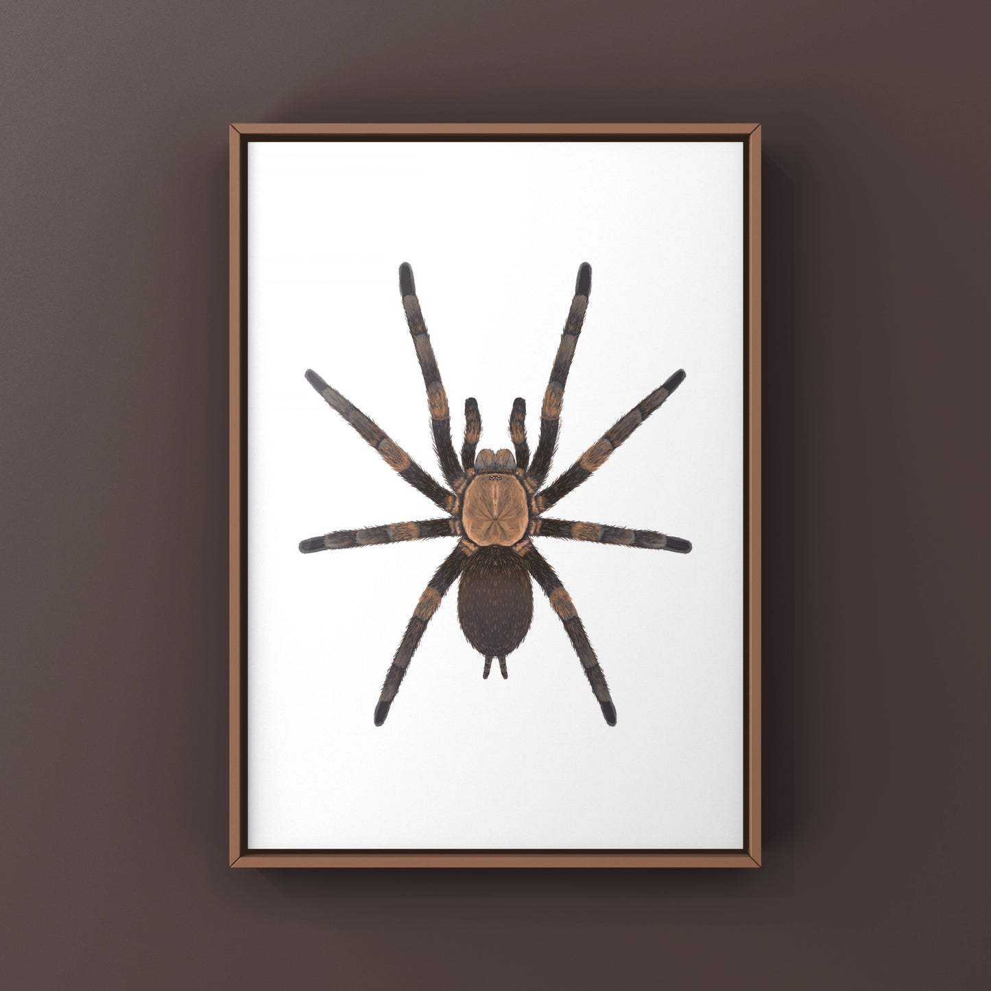 Exilis Bronze Tarantula (Dolichothele exilis) Art Print