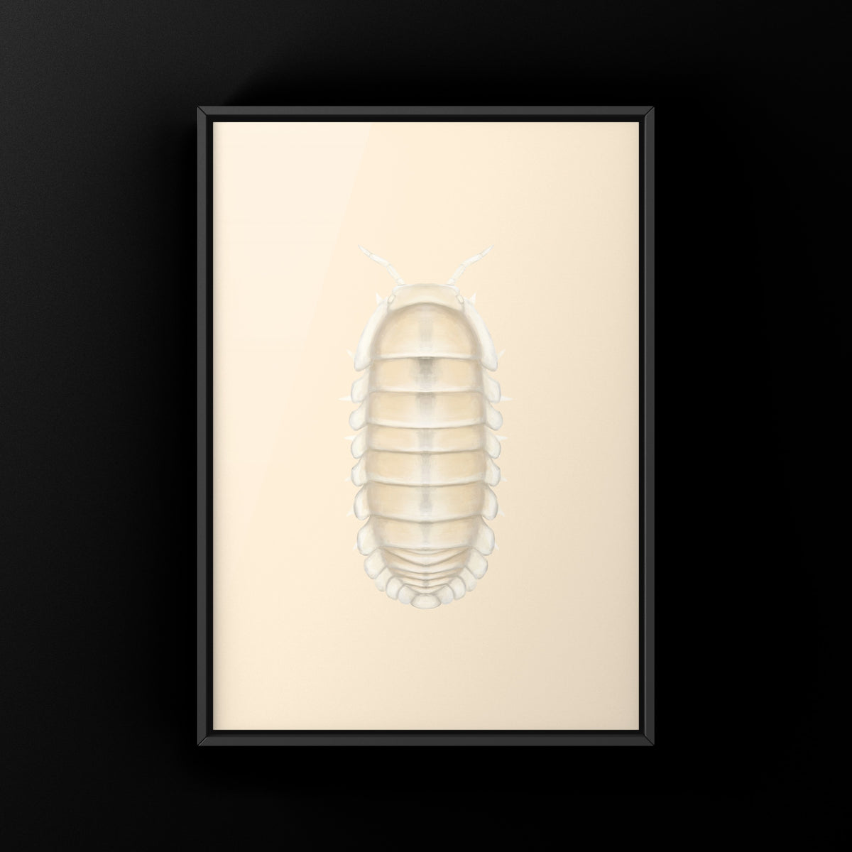Glacier Isopod Art Print (Cubaris sp. Glacier) from The Silk Ranch