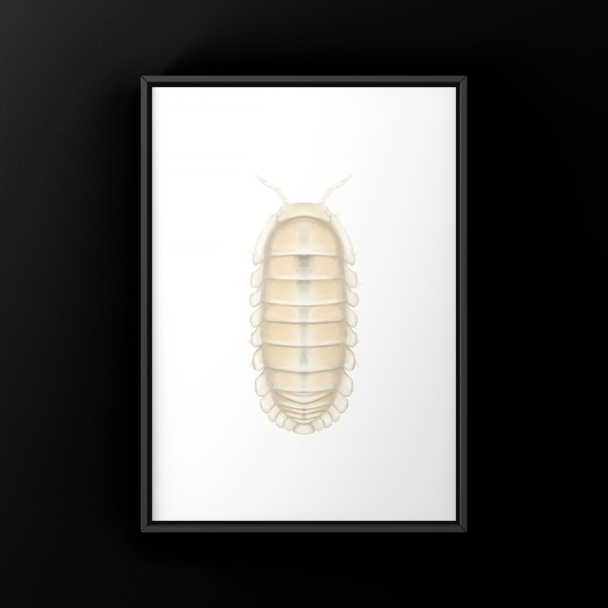 Glacier Isopod Art Print (Cubaris sp. Glacier) from The Silk Ranch