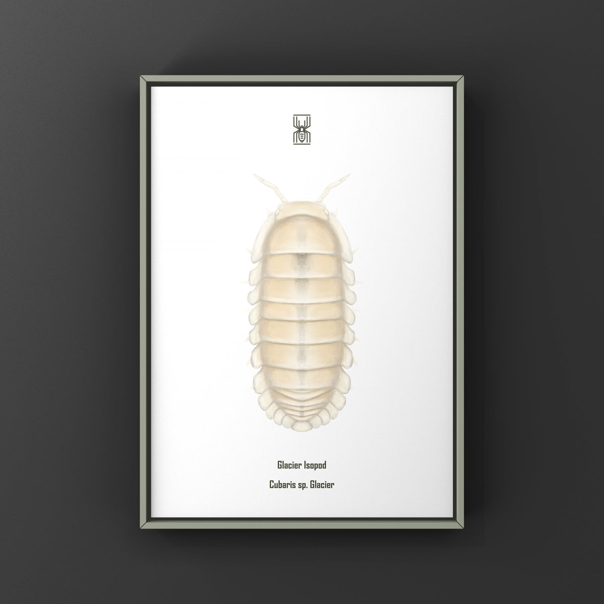 Glacier Isopod Art Print (Cubaris sp. Glacier) from The Silk Ranch