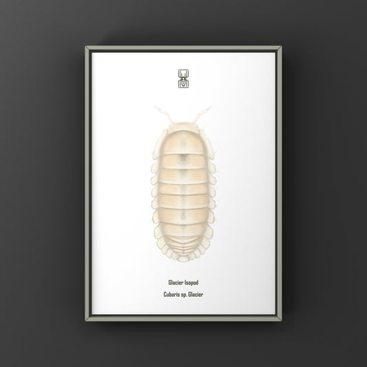 Glacier Isopod Art Print (Cubaris sp. Glacier) from The Silk Ranch