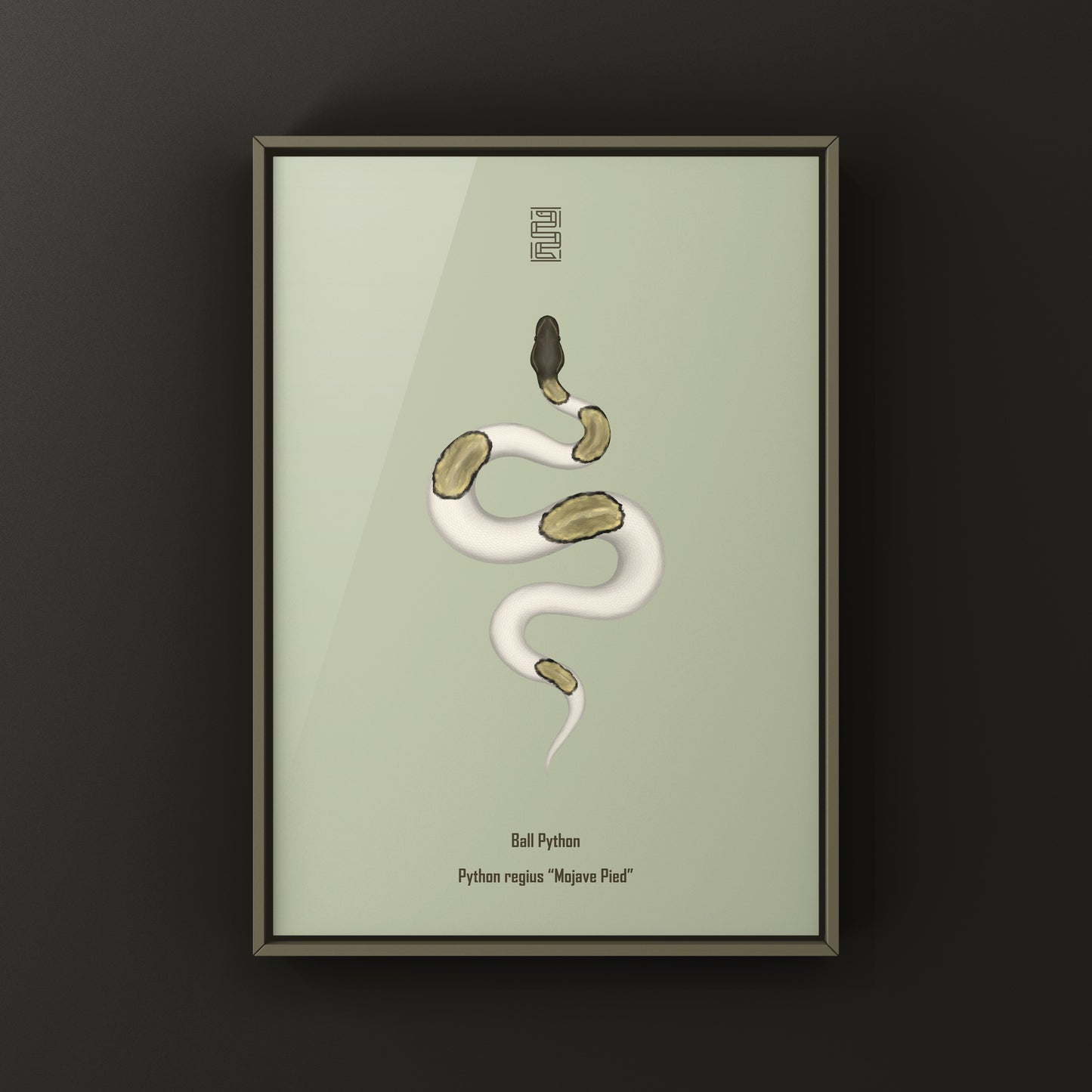 Mojave Pied Ball Python Art Print from The Silk Ranch