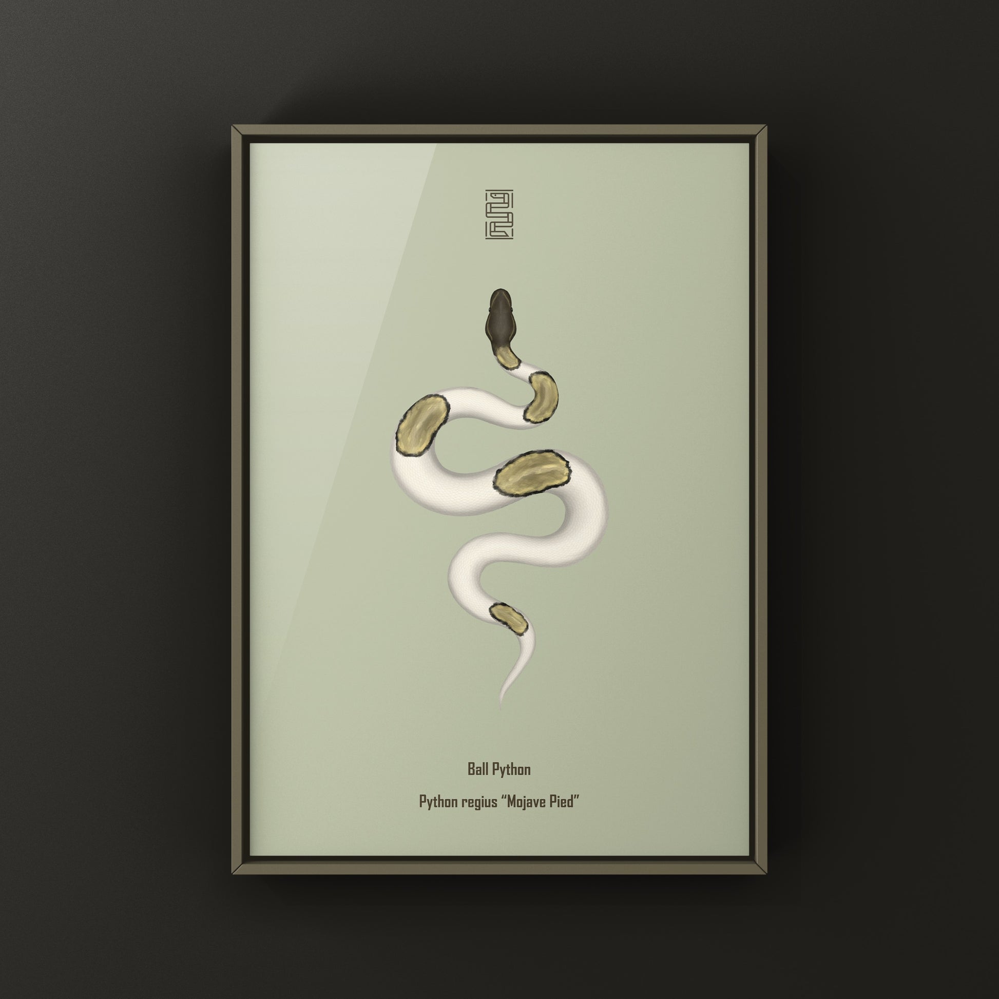 Mojave Pied Ball Python Art Print from The Silk Ranch