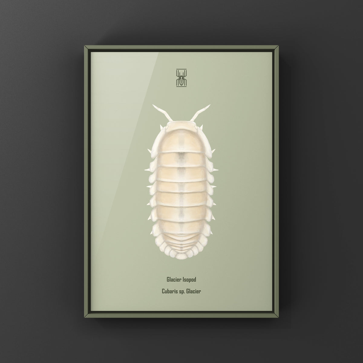 Glacier Isopod Art Print (Cubaris sp. Glacier) from The Silk Ranch