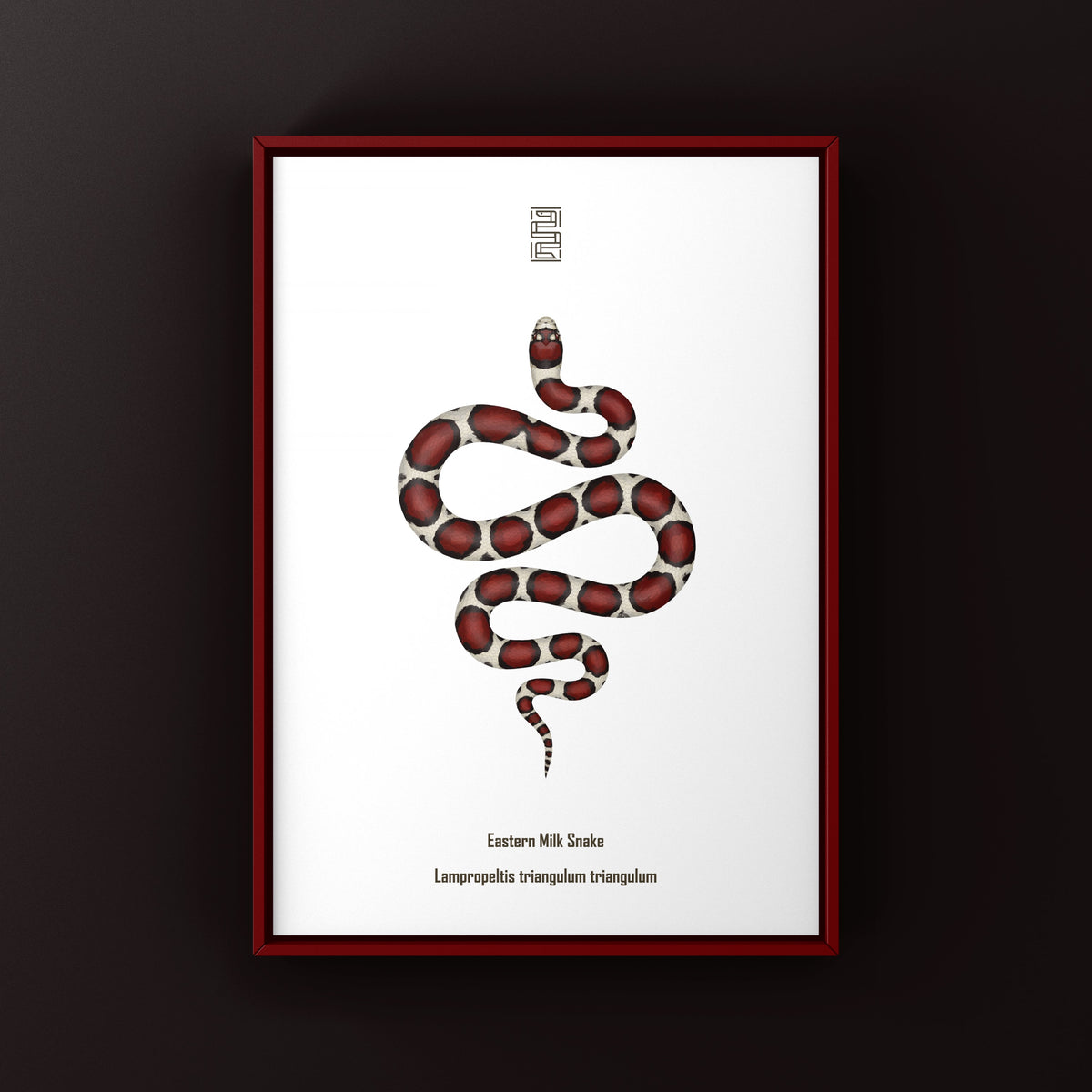 Eastern Milk Snake Art Print (Lampropeltis triangulum triangulum)