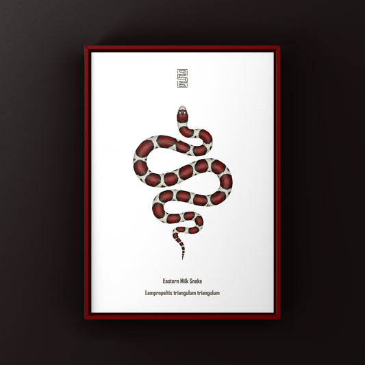 Eastern Milk Snake Art Print (Lampropeltis triangulum triangulum)