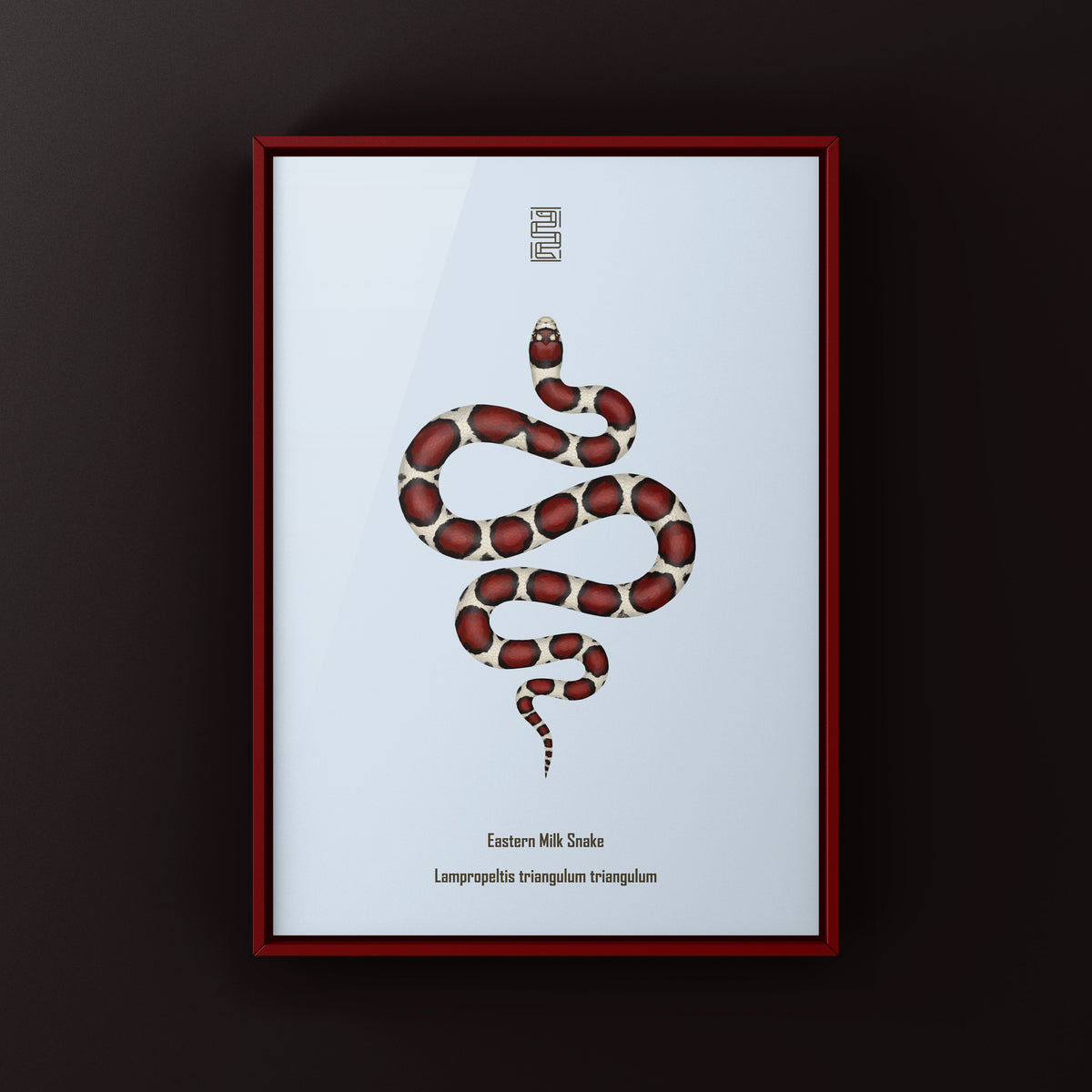 Eastern Milk Snake Art Print (Lampropeltis triangulum triangulum)