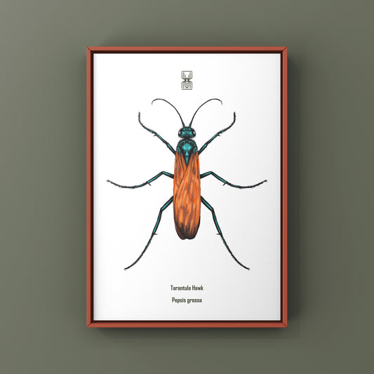 Tarantula Hawk (Pepsis grossa) Art Print from The Silk Ranch