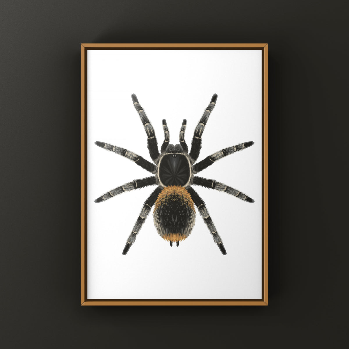 Chilean Yellow Flame Tarantula Art Print (Homoeomma orellanai) from The Silk Ranch