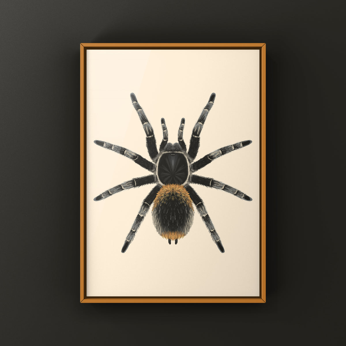 Chilean Yellow Flame Tarantula Art Print (Homoeomma orellanai) from The Silk Ranch