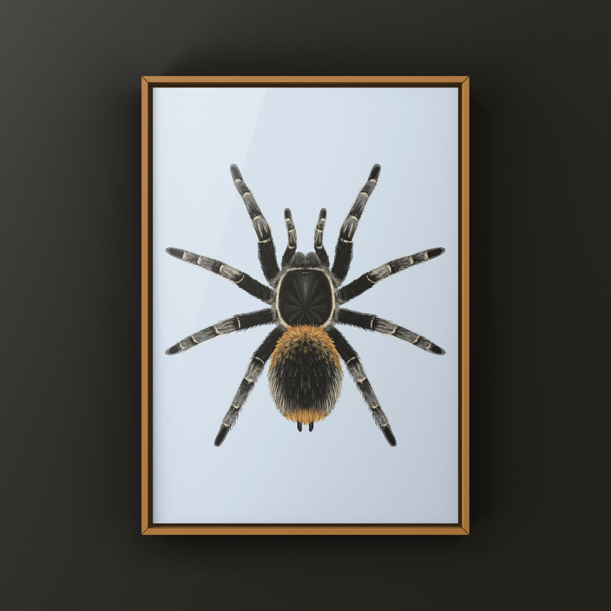 Chilean Yellow Flame Tarantula Art Print (Homoeomma orellanai) from The Silk Ranch