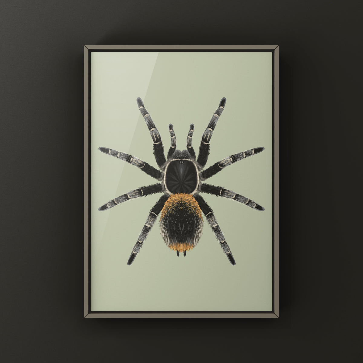 Chilean Yellow Flame Tarantula Art Print (Homoeomma orellanai) from The Silk Ranch