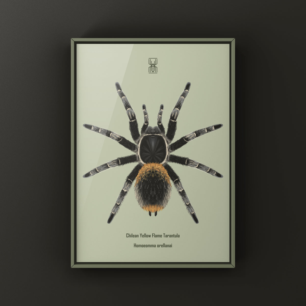 Chilean Yellow Flame Tarantula Art Print (Homoeomma orellanai) from The Silk Ranch
