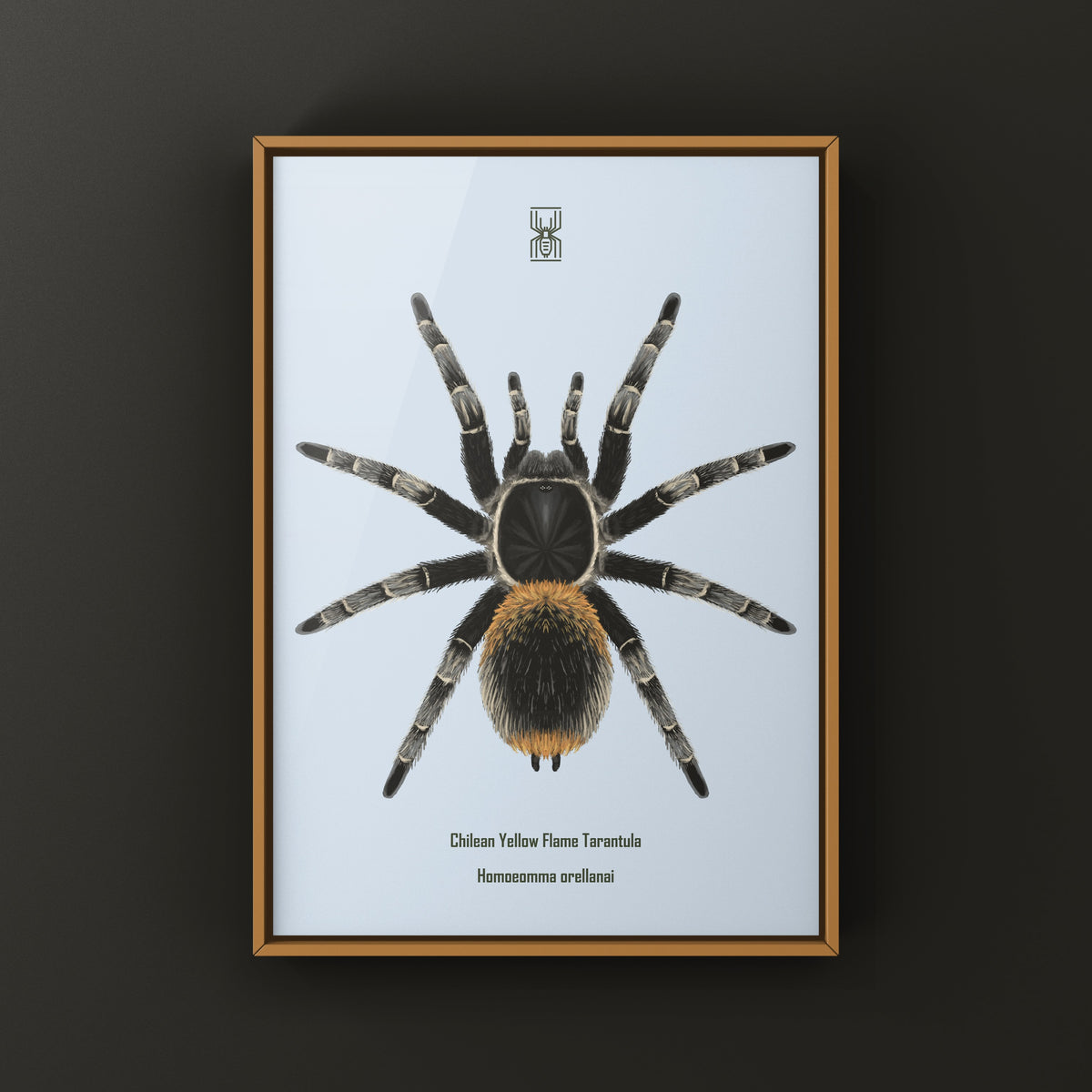 Chilean Yellow Flame Tarantula Art Print (Homoeomma orellanai) from The Silk Ranch