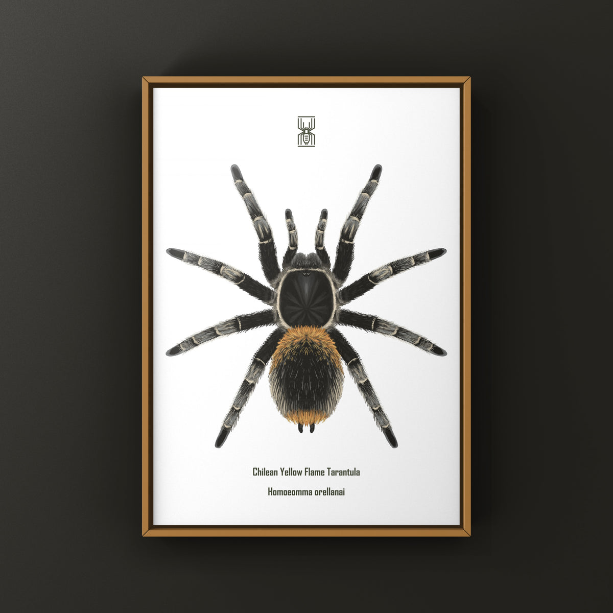 Chilean Yellow Flame Tarantula Art Print (Homoeomma orellanai) from The Silk Ranch