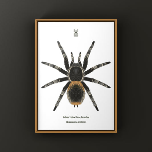 Chilean Yellow Flame Tarantula art print featuring detailed illustration of Homoeomma orellanai tarantula on textured paper