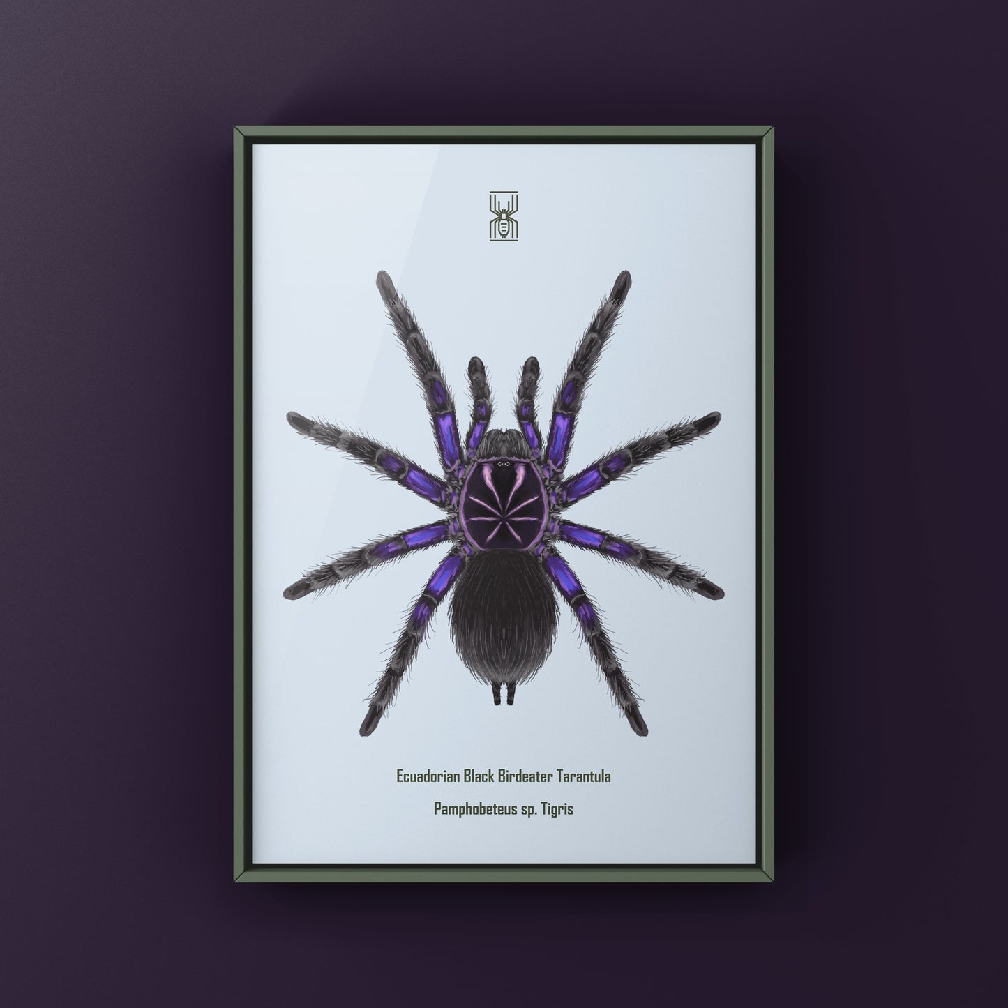 Ecuadorian Black Birdeater Tarantula (Pamphobeteus sp. Tigris) Art Print