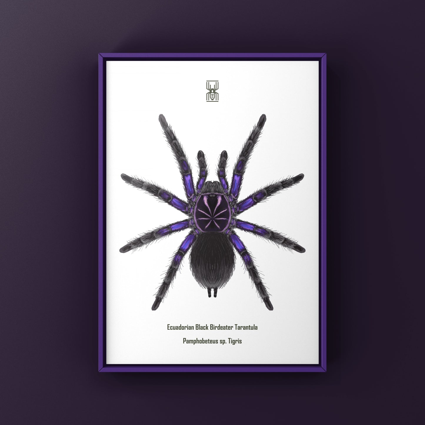Ecuadorian Black Birdeater Tarantula (Pamphobeteus sp. Tigris) Art Print