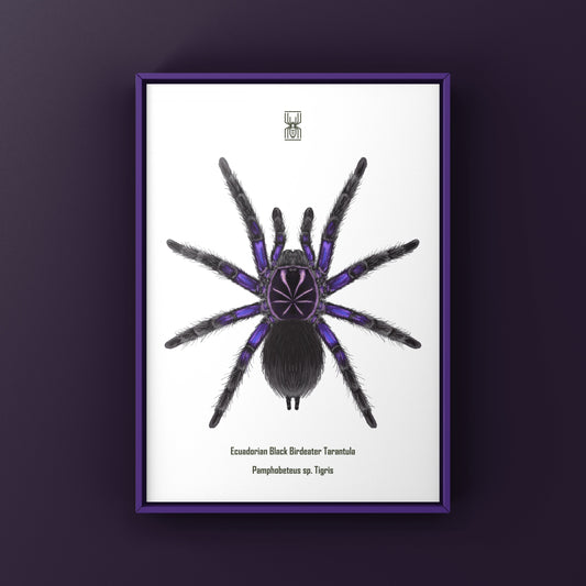 Ecuadorian Black Birdeater Tarantula (Pamphobeteus sp. Tigris) Art Print