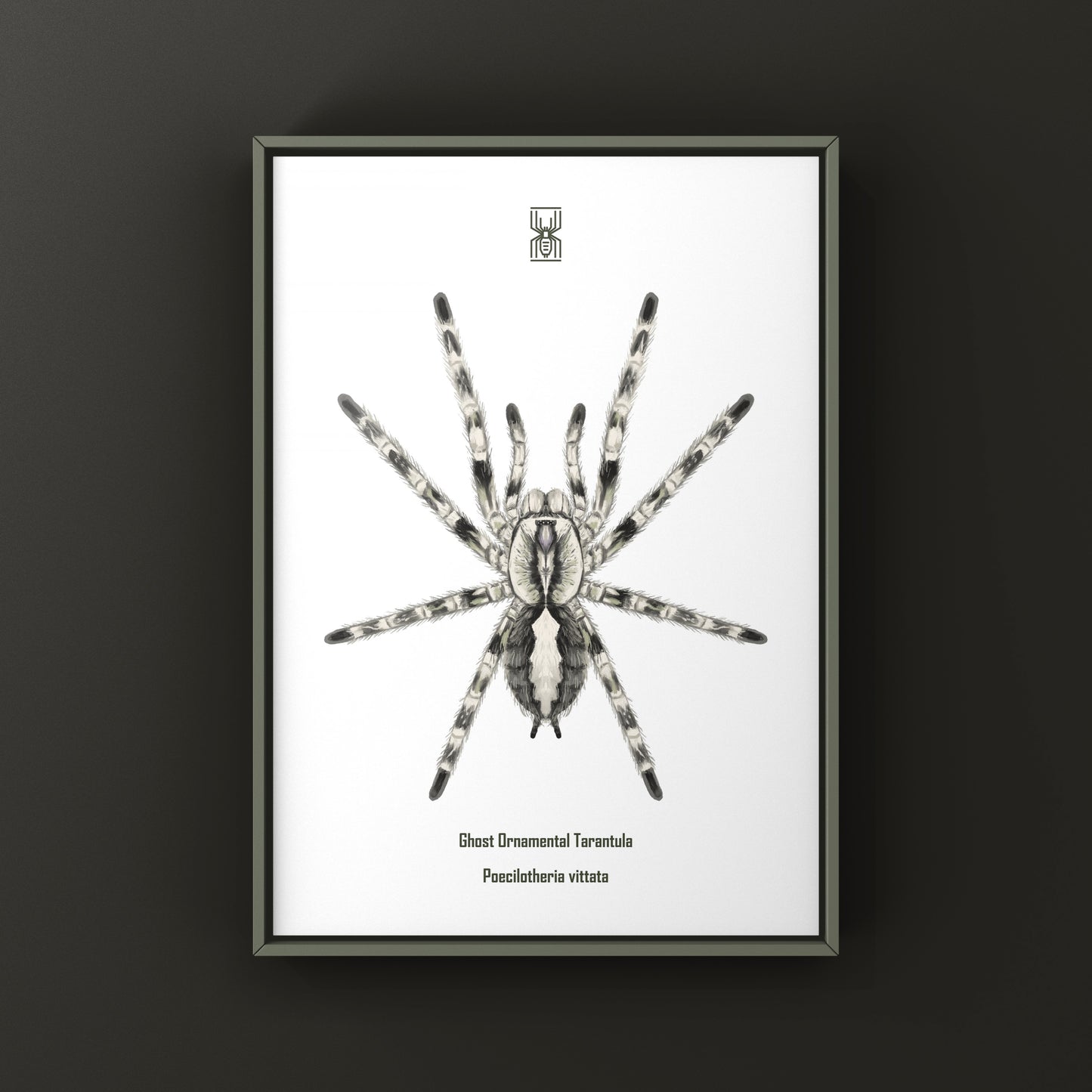 Ghost Ornamental Tarantula (Poecilotheria vittata) Art Print