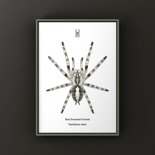 Ghost Ornamental Tarantula (Poecilotheria vittata) Art Print