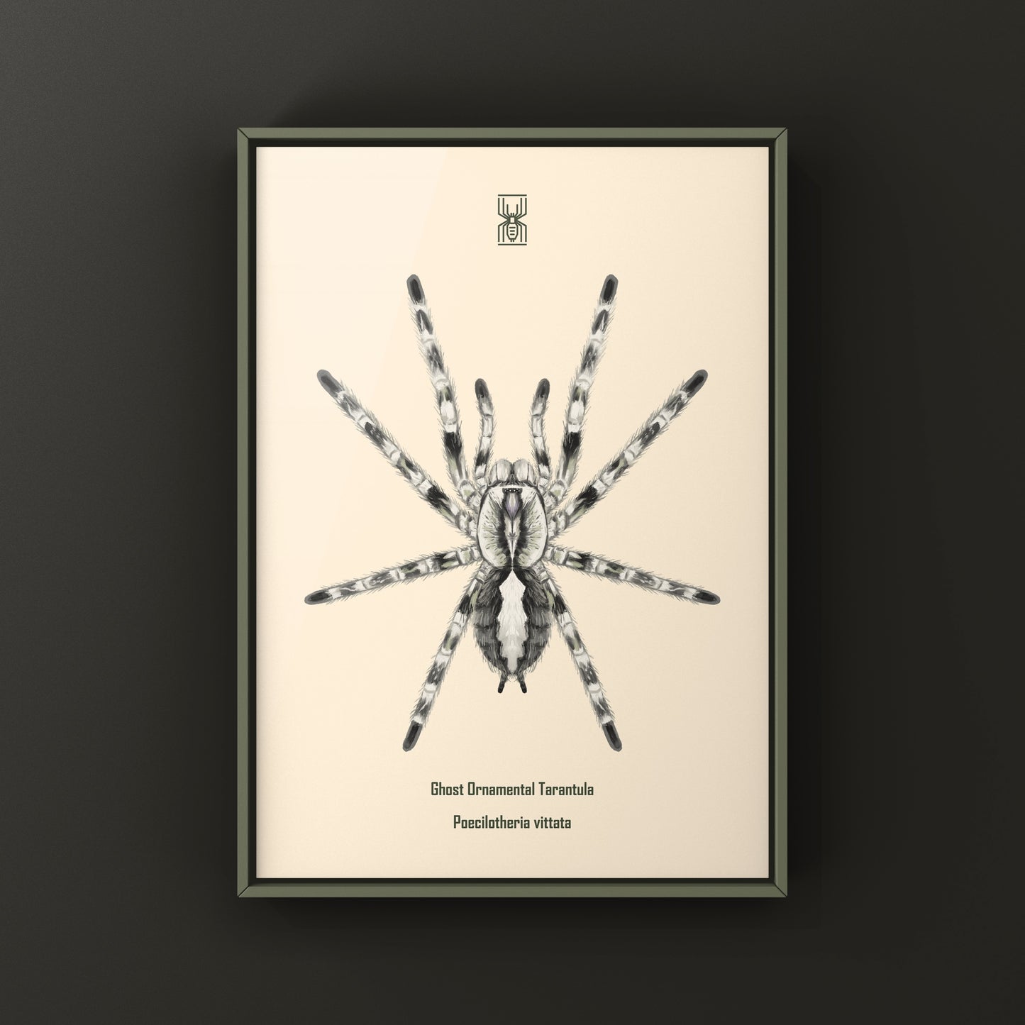 Ghost Ornamental Tarantula (Poecilotheria vittata) Art Print
