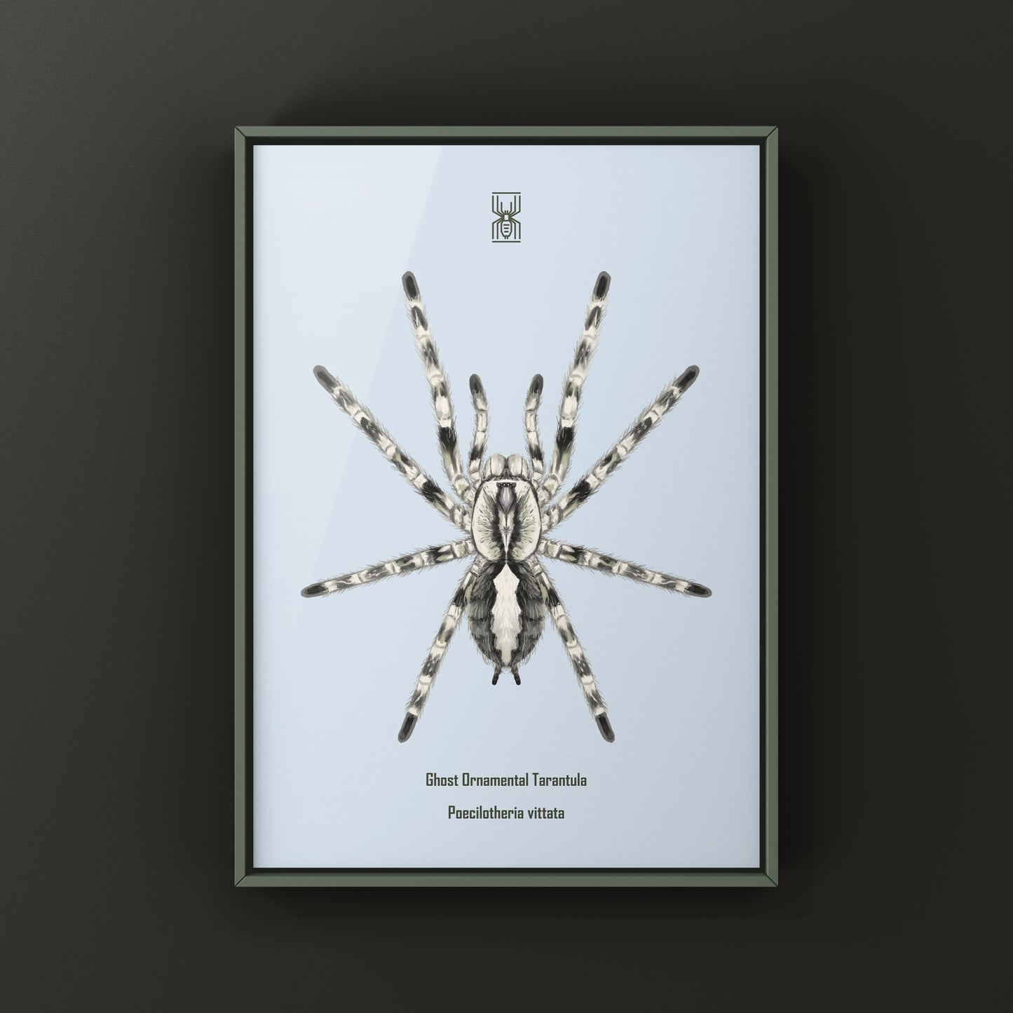 Ghost Ornamental Tarantula (Poecilotheria vittata) Art Print