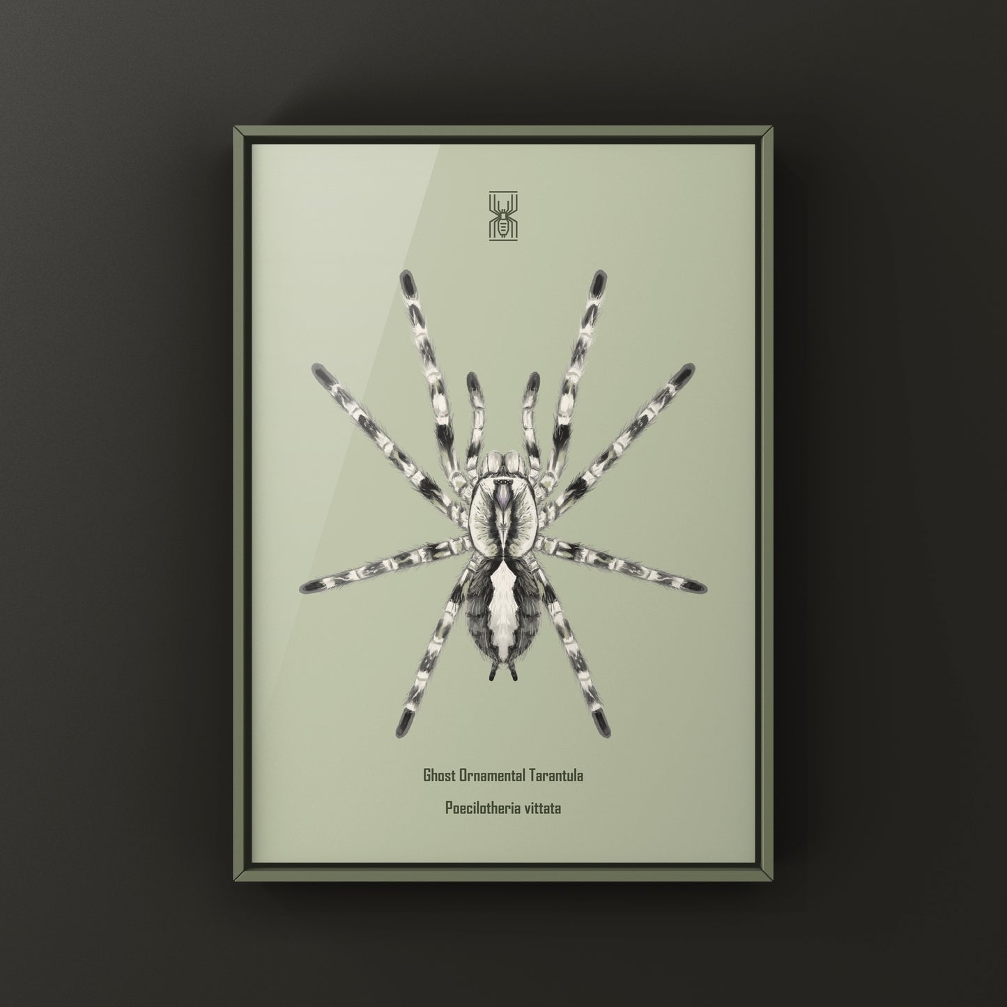 Ghost Ornamental Tarantula (Poecilotheria vittata) Art Print