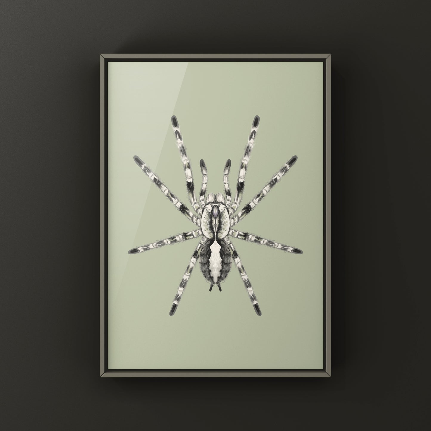 Ghost Ornamental Tarantula (Poecilotheria vittata) Art Print