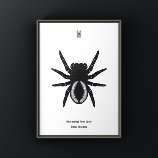 White-marked velvet spider art print featuring detailed illustration of Eresus albopictus, created by The Silk Ranch.