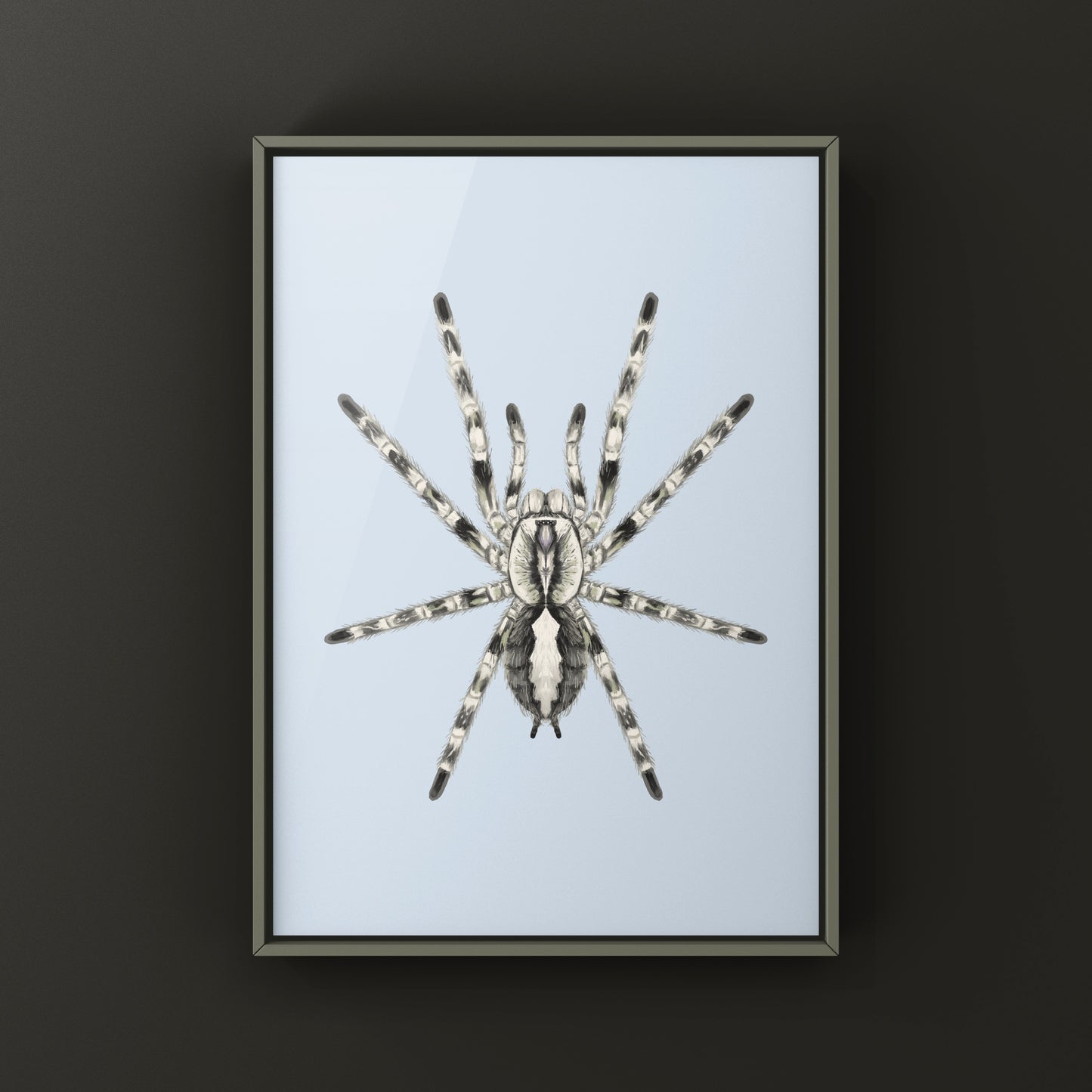 Ghost Ornamental Tarantula (Poecilotheria vittata) Art Print