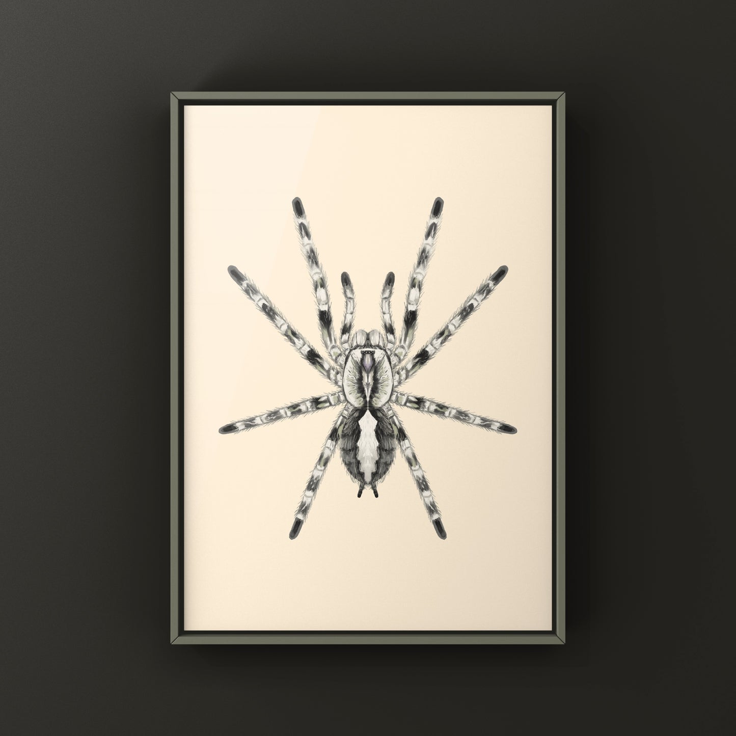Ghost Ornamental Tarantula (Poecilotheria vittata) Art Print