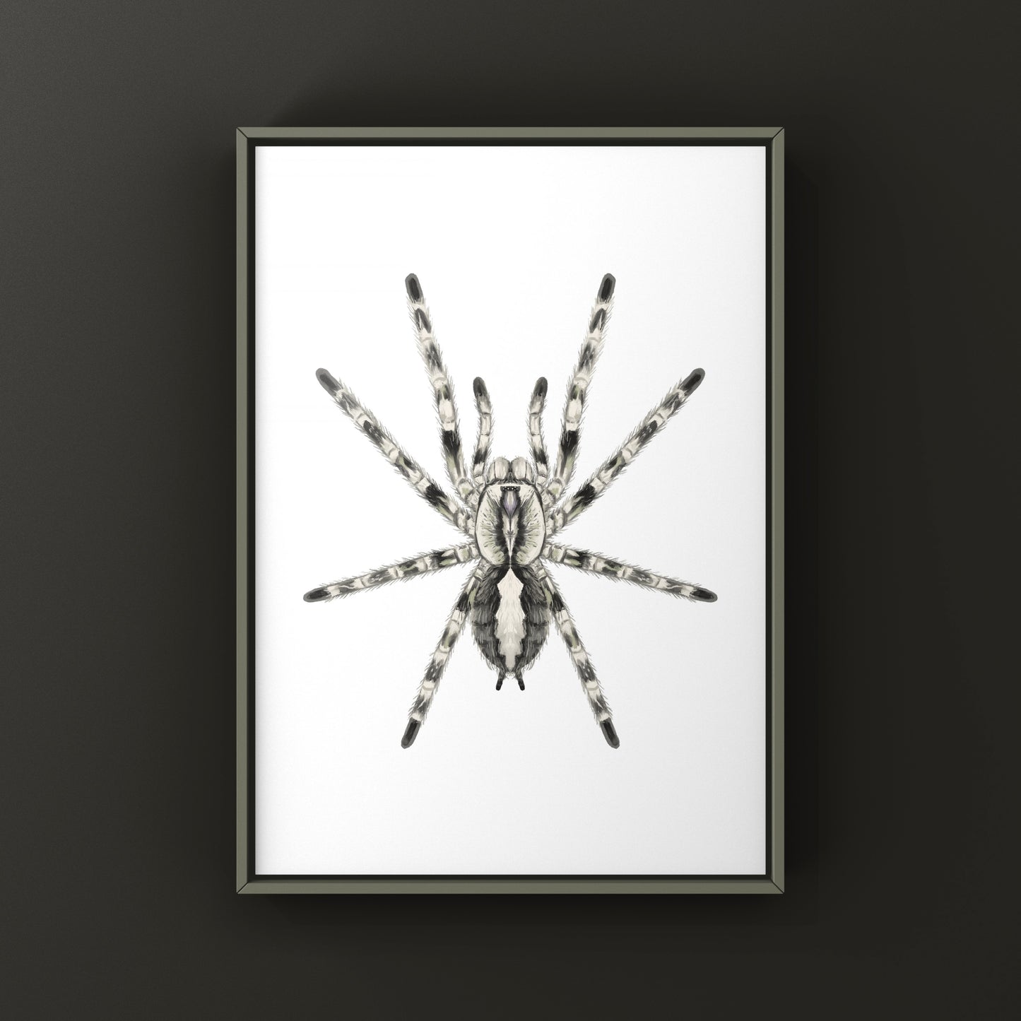 Ghost Ornamental Tarantula (Poecilotheria vittata) Art Print