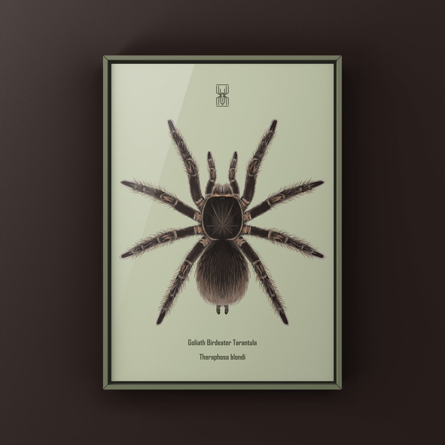 Goliath Birdeater Tarantula (Theraphosa blondi) Art Print
