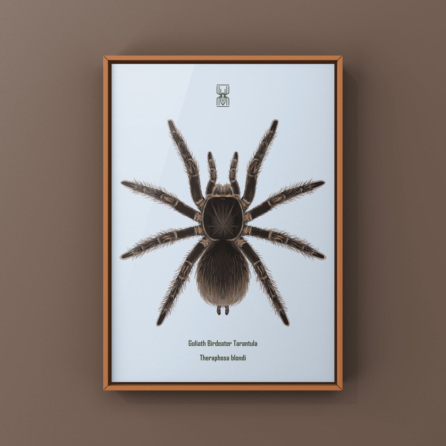 Goliath Birdeater Tarantula (Theraphosa blondi) Art Print