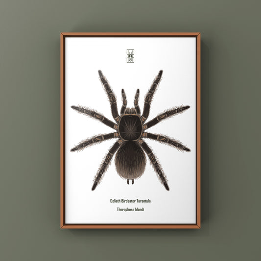 Goliath Birdeater Tarantula (Theraphosa blondi) Art Print