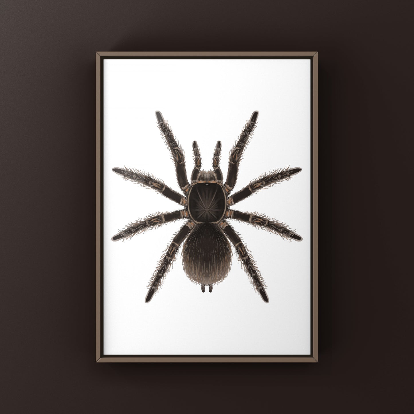 Goliath Birdeater Tarantula (Theraphosa blondi) Art Print