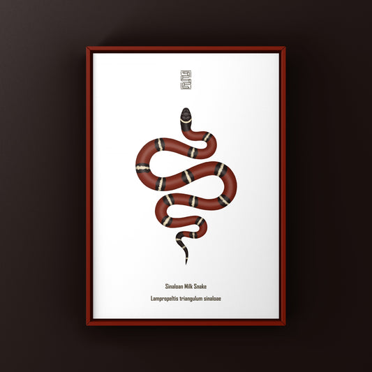 Sinaloan Milk Snake Art Print (Lampropeltis triangulum sinaloae)