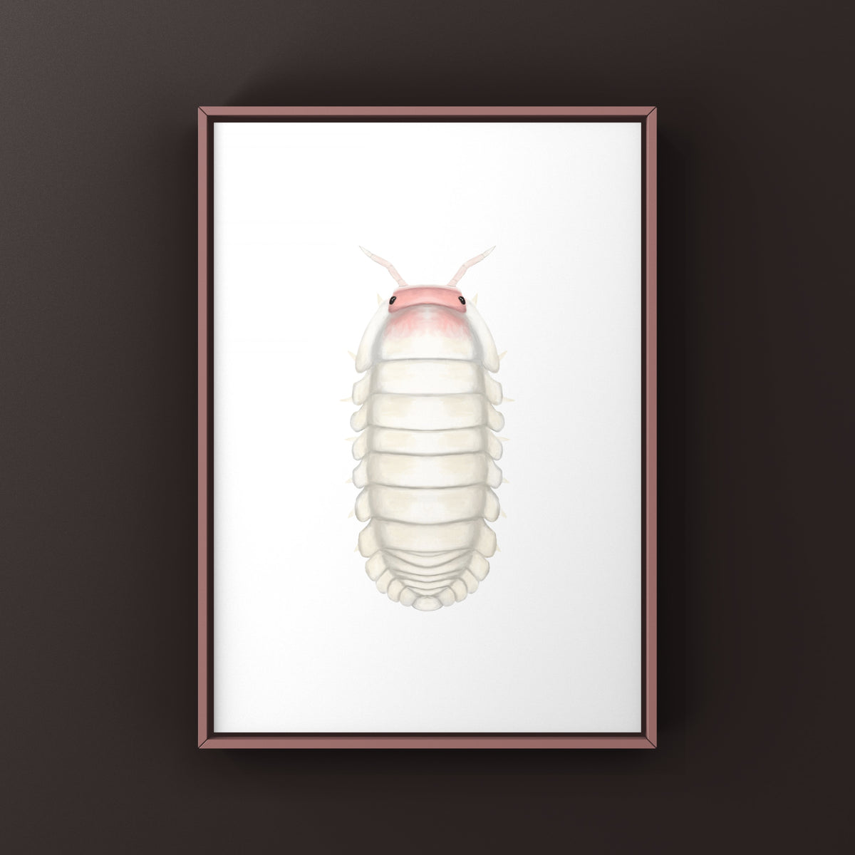 Frosted Petal Isopod Art Print (Cubaris sp. Frosted Petal) from The Silk Ranch