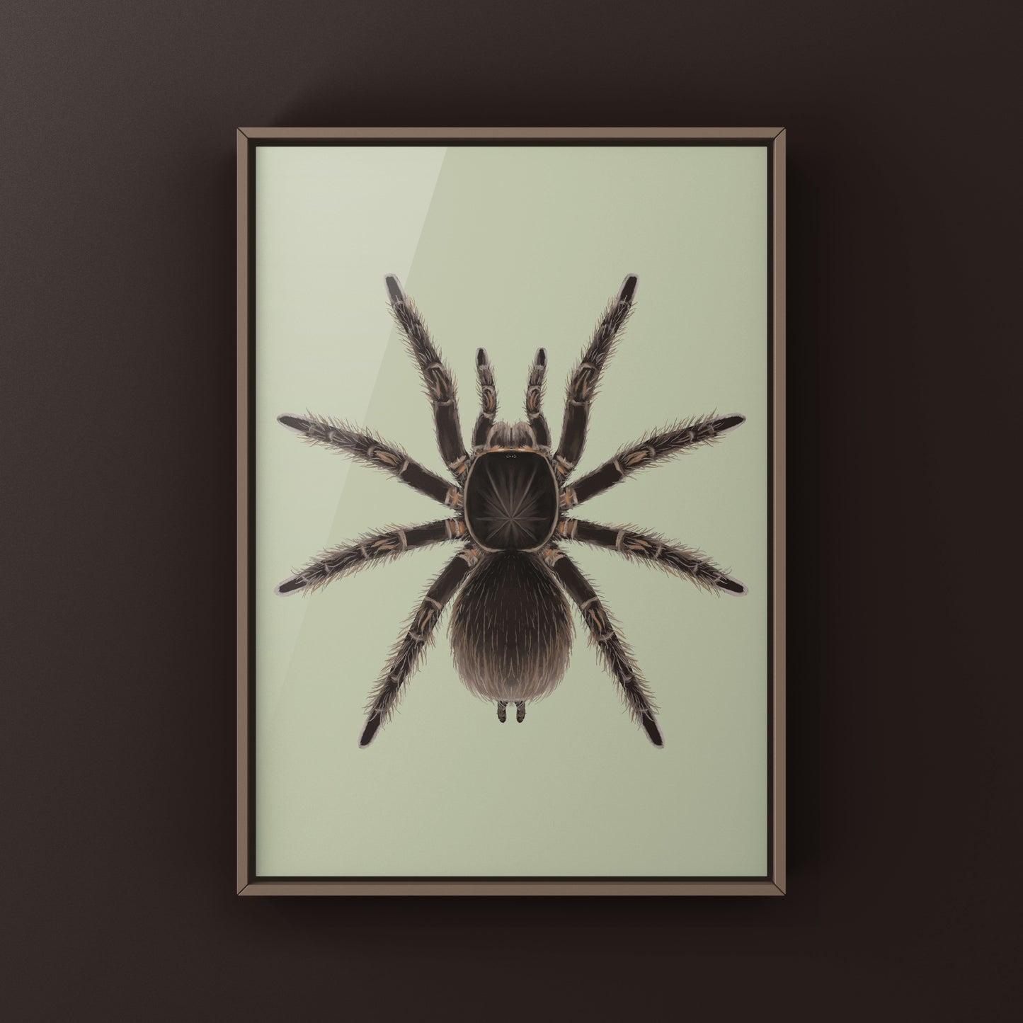 Goliath Birdeater Tarantula (Theraphosa blondi) Art Print