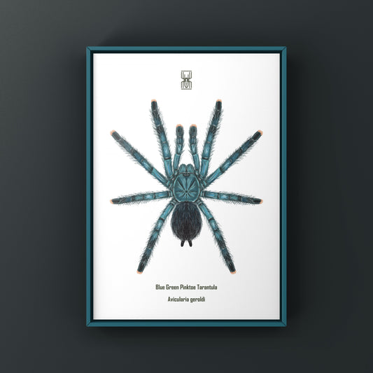 Blue Green Pinktoe Tarantula (Avicularia geroldi) Art Print